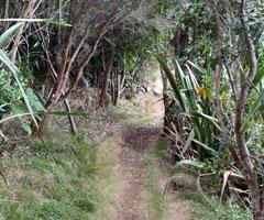 Aroha Island forest walking track