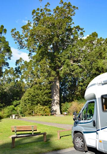 Parking in front of a large Kauri tree