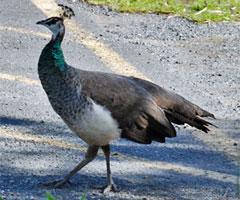 Peahen checking us out