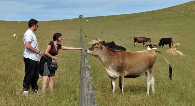 Young couple getting to meet a curious young cow