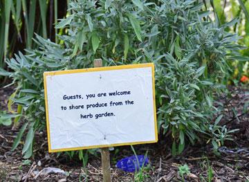 Guests herb garden