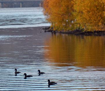 Ducks and autumn reflections