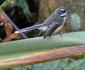 Friendly Fantail visitor