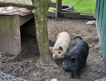 Pigs in a pen within the campsite