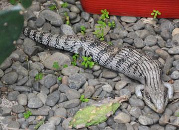 Large Gecko