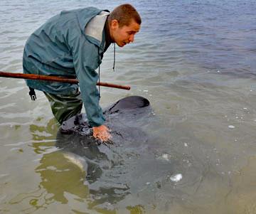 Feeding wild stingray at Tatapouri Dive