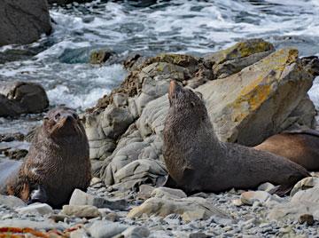 Fur seals sunning themselves on the Kaikoura Coast