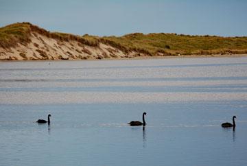 The harbour from Fortrose Reserve