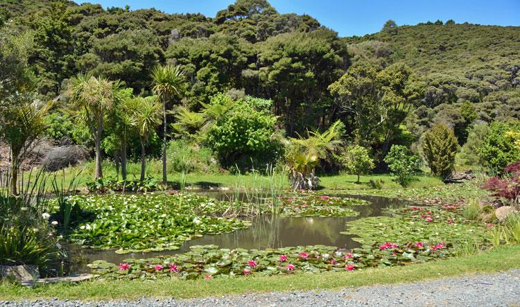 Lily pond