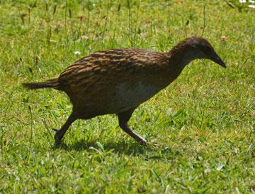 Resident Weka