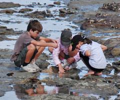 Children exploring the rock pools at low tide