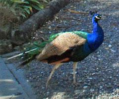 Peacock posing