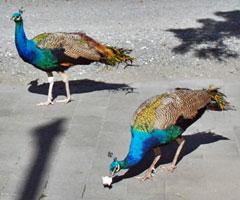 Peacocks feeding
