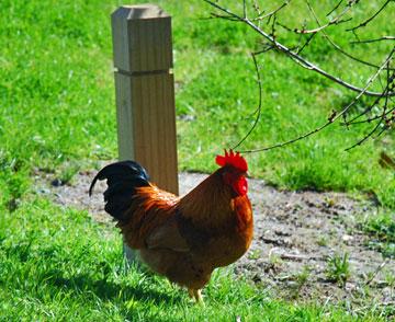 Resident rooster patrolling the dump station