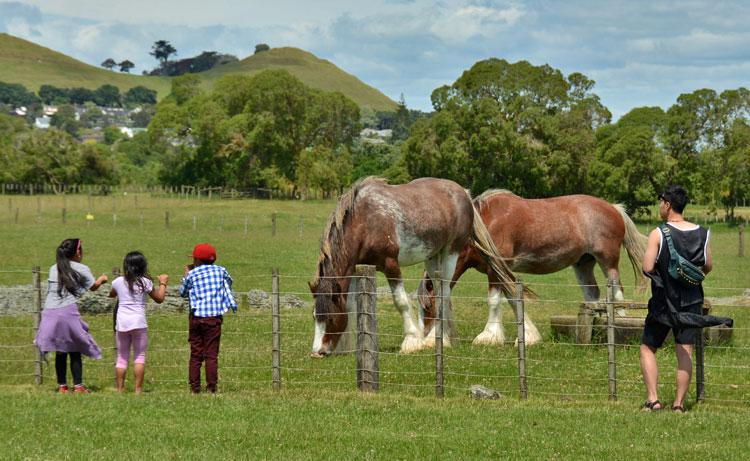 Interacting with horses