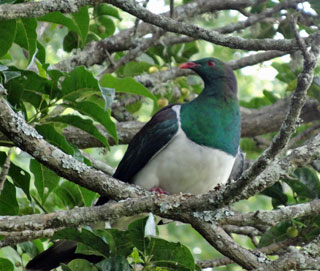 Native wood pidgeon posing briefly for us