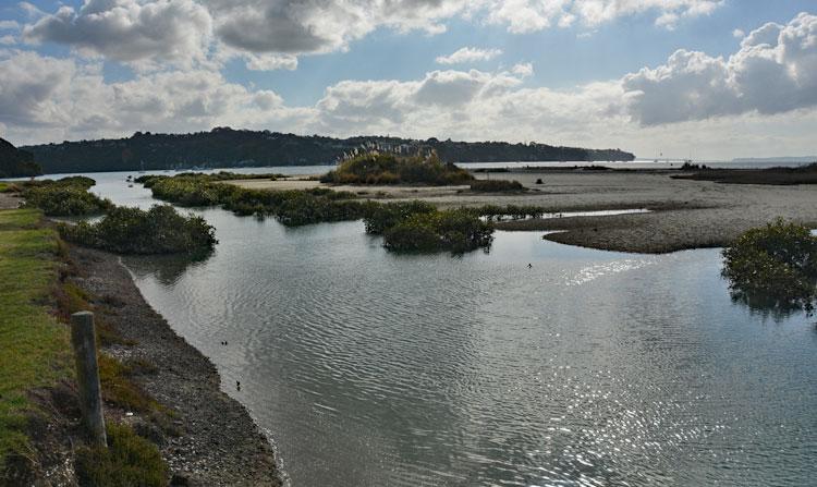 Mangroves in the estuary