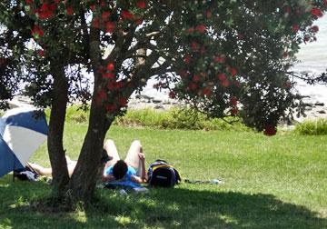 Sunbathing under a pohutukawa tree in flower