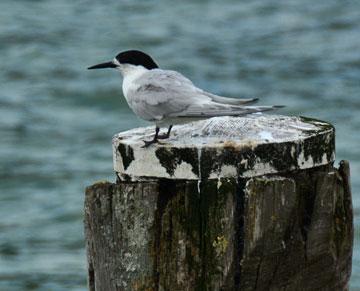 Resident tern