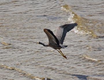 Flying White Faced Heron