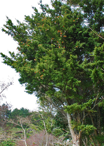 Cobourne Reserve - butterfly tree