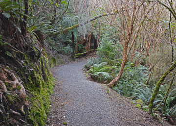 Walkway to the Opepe Historic Cemetary