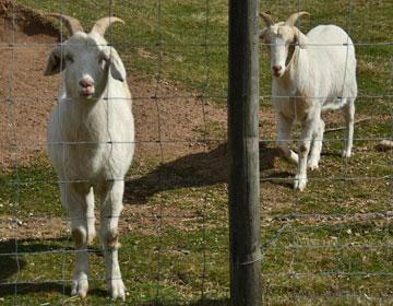 Goats forming a welcoming committee