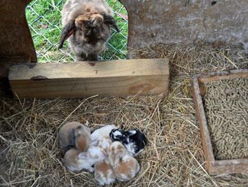 Baby rabbits