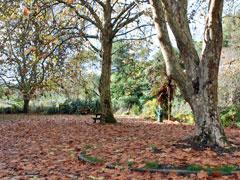 Forest clearing in autumn