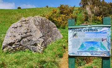 Rock containing enormous fossilized oysters - 35 million years old