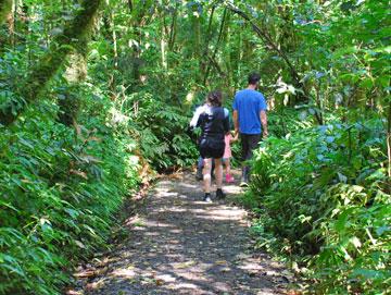 Walking through native bush to the Marokopa Falls