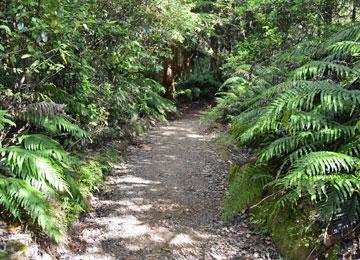 Rimu bush walk