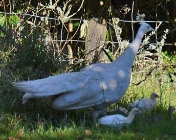 Rare albino peacocks