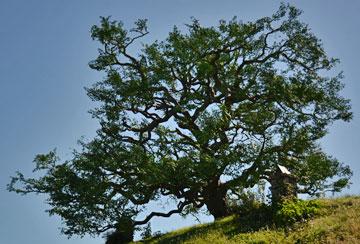The reconstructed oak tree