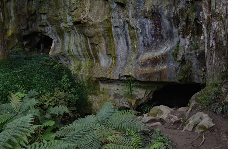 The entrance to the Waipu Caves