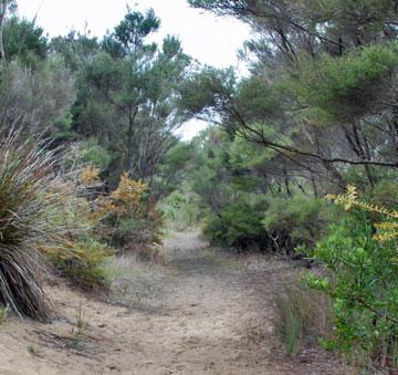 Forest walk alongside the lake