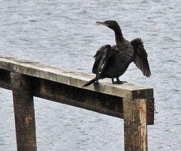 Shag drying his wings