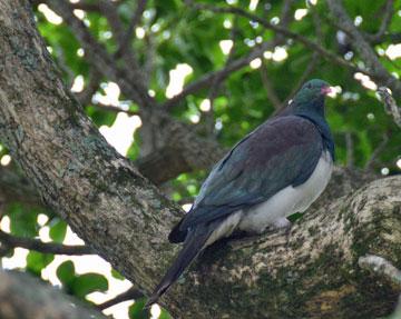 Wood pigeon - Keruru