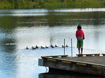 Ducks viewed from the pier