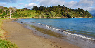 Puriri Bay by the DOC campsite