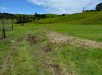 Soft grass surface in late Spring