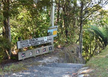 The Ross Track leading back down the mountain