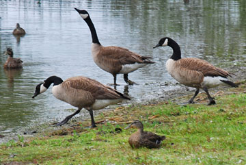 Geese parading along the waters edge