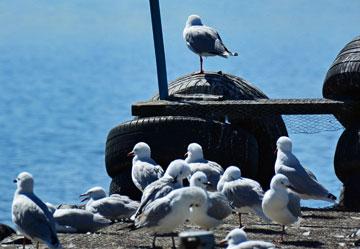 Seagulls