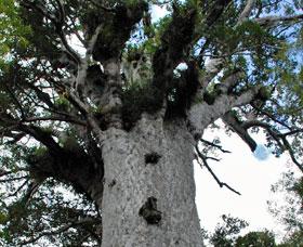 Tane Mahuta - Lord of the Forest