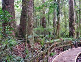 Trounson Park forest walk - large kauri trees