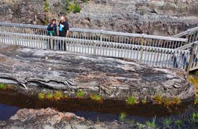 100,000 year old kauri log at the Gumdiggers Park
