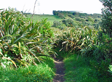 Access to the walkway from the carpark