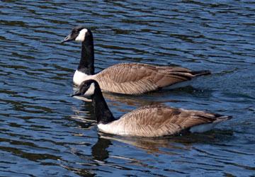 Ducks swimming on the lake