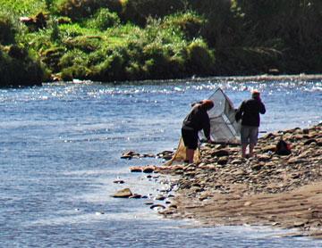 Whitebaiting along the river bank